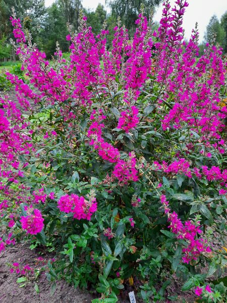 Raudoklė (Lythrum salicaria) 'Pink Blush'