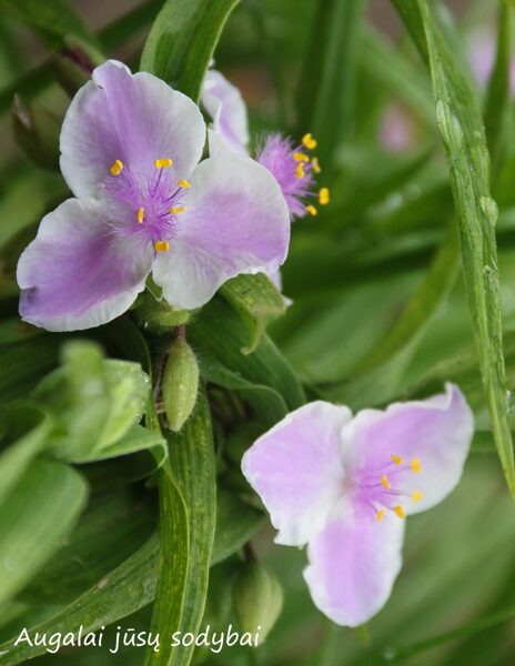 Tradeskantė (Tradescantia) ‘Pink Chablis’