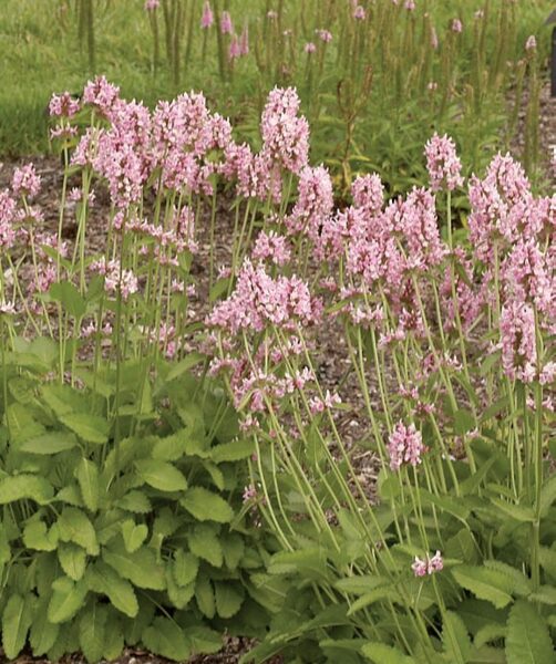 Notra (Stachys monnieri) 'Pink Cotton Candy'