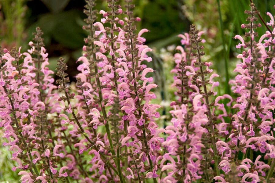 Pievinis šalavijas (Salvia pratensis) 'Pink Delight'