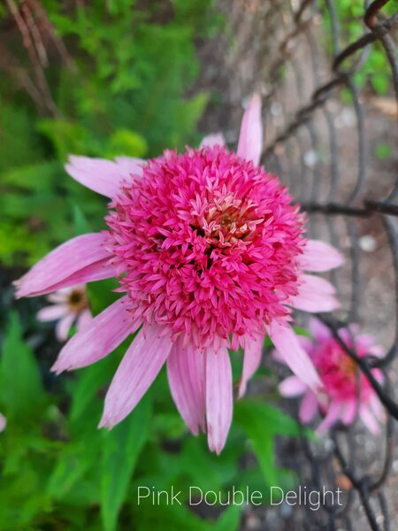Ežiuolė (Echinacea) 'Pink Double Delight'