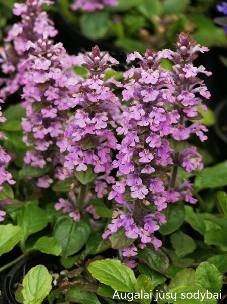 Vaisgina šliaužiančioji (Ajuga reptans) 'Pink Elf'