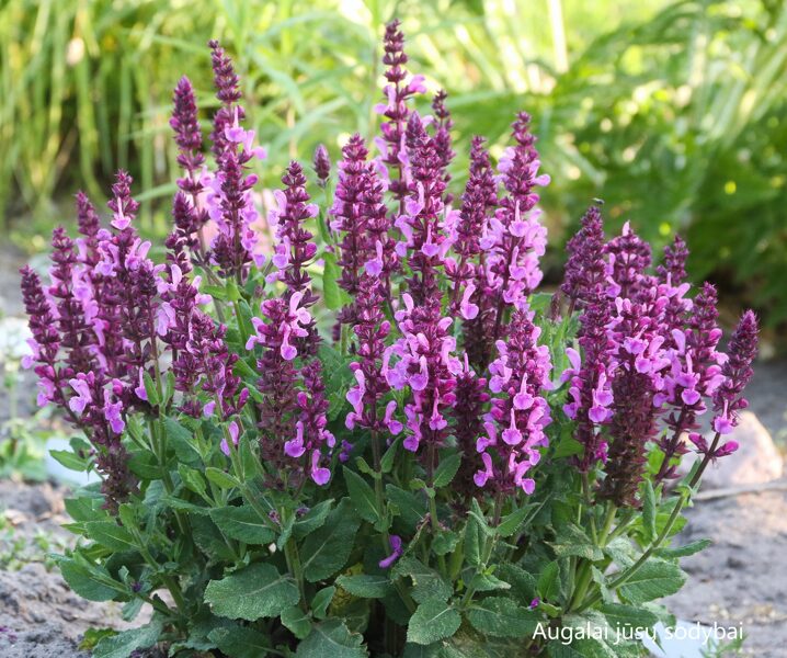 Pievinis šalavijas (Salvia pratensis) 'Pink Friesland'