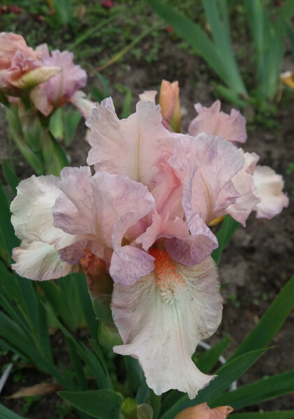 Vilkdalgis (Iris) 'Pink Frosting'