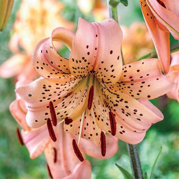 Lelija (lilium) 'Pink Giant'