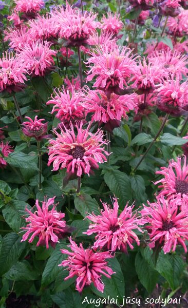  Monarda (Monarda) ‘Pink Lace’