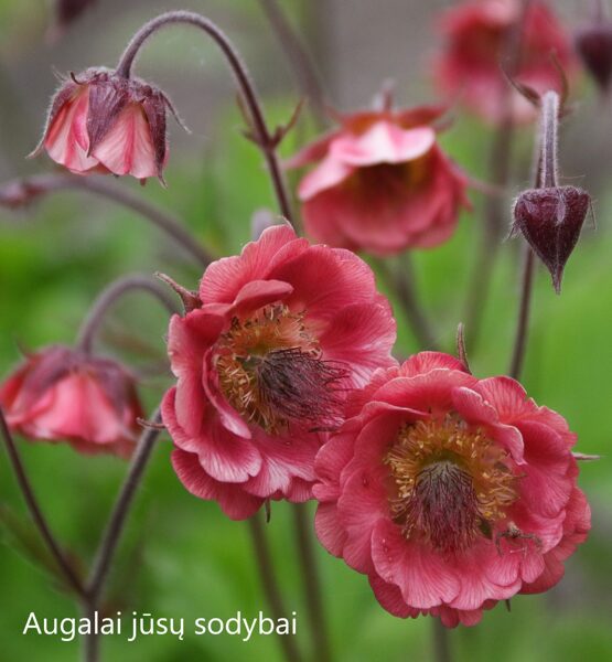 Žiognagė (Geum) 'Pink Petticoats'