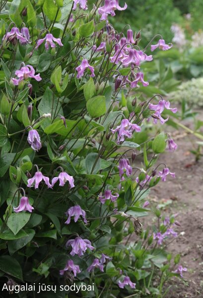 Raganė sveikalapė (Clematis integrifolia) 'Pink'