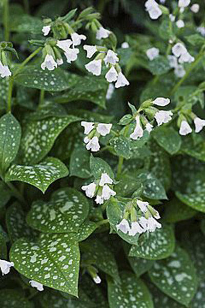 Plautė (Pulmonaria) 'Sissinghurst White'