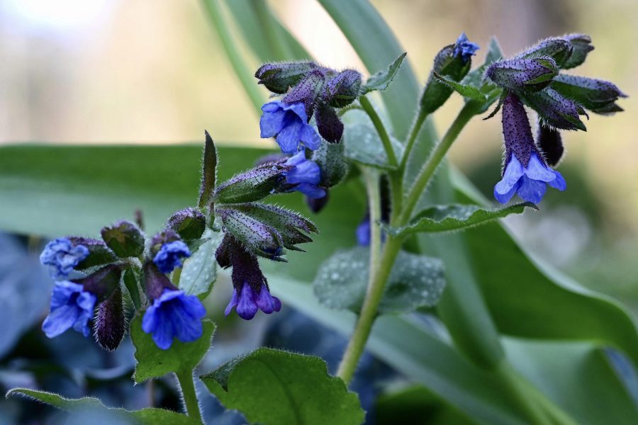 Plautė (Pulmonaria) 'Blue Ensign'