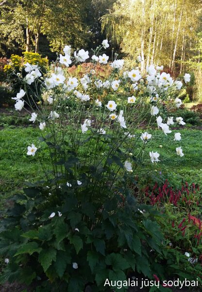 Plukė (Anemone x hybrida) 'Andrea Atkinson'