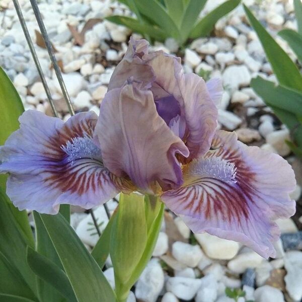 Vilkdalgis (Iris) 'Posing'