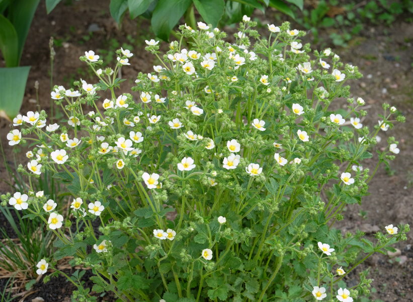 Sidabražolė (Potentilla rupestris)