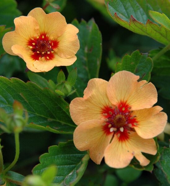 Sidabražolė (Potentilla x tonguei)