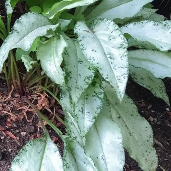 Plautė (Pulmonaria) 'Diana Clare'