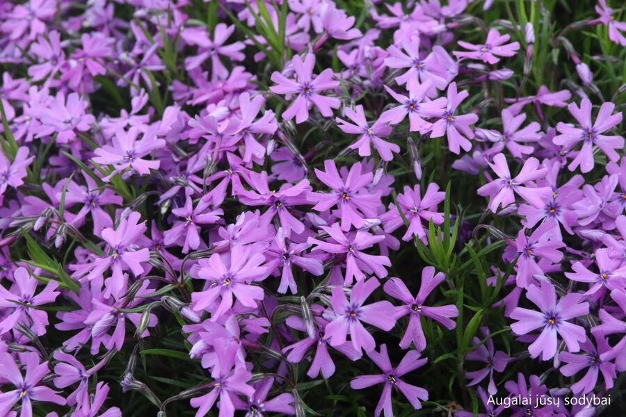 Flioksas (Phlox subulata) 'Purple Beauty'