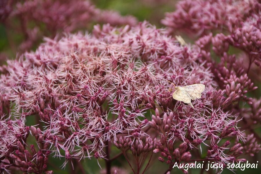 Dėmėtasis kemeras (Eupatorium maculatum) ‘Purple Bush’