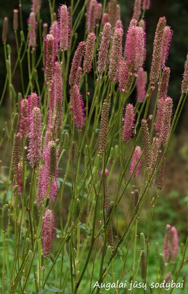 Kraujalakė (Sanguisorba) 'Purple Candle'