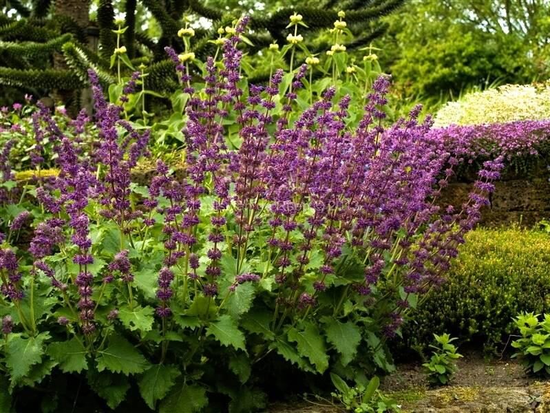 Mentūrinis šalavijas (Salvia verticillata) 'Purple Rain'