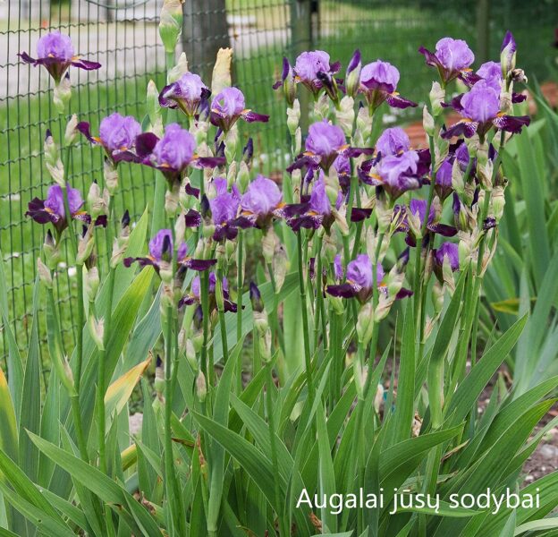 Vilkdalgis (Iris) 'Purple Study'