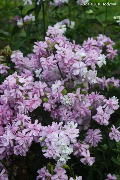 Putoklis (Saponaria officinalis) 'Rosea Plena'
