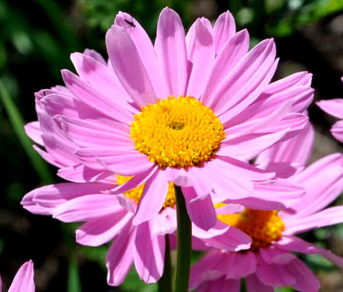 Skaistenis raudonžiedis (Pyrethrum coccineum) 'Robinson's Giant'