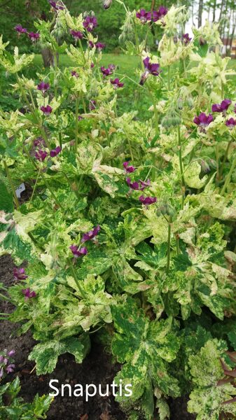 Juodasis snaputis (Geranium phaeum) 'Rachels Rhapsody'