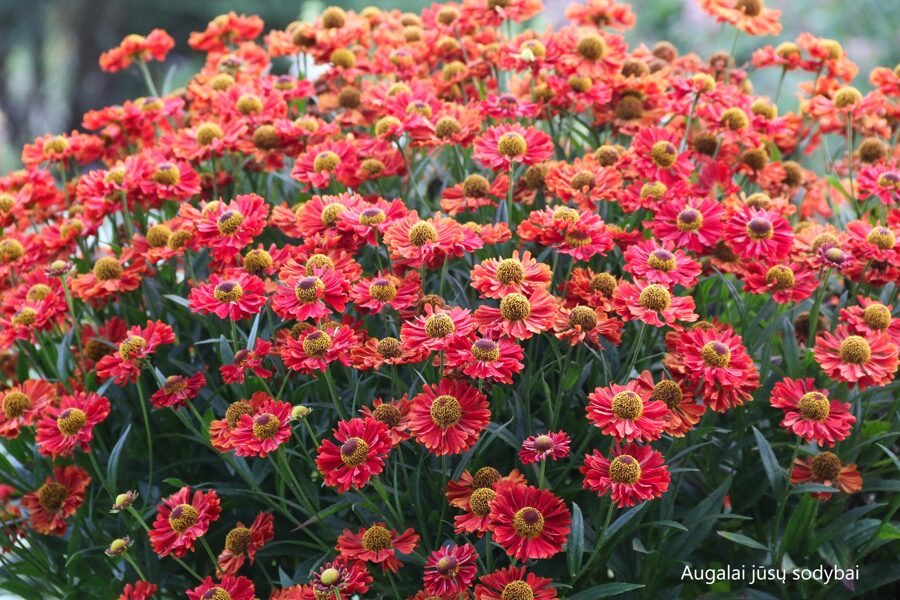 Saulainė (Helenium) ‘Ranchera'