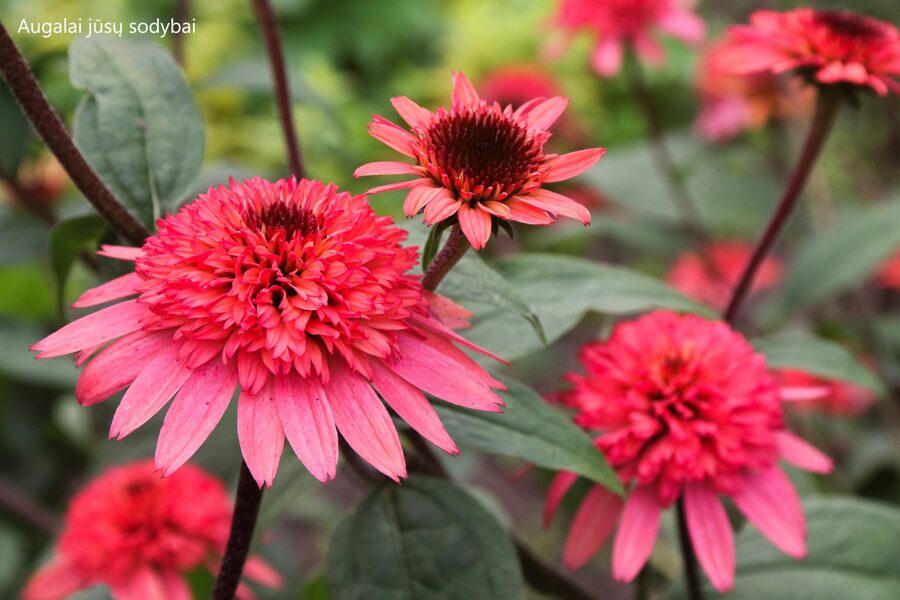 Ežiuolė (Echinacea) 'Raspberry  Truffle'