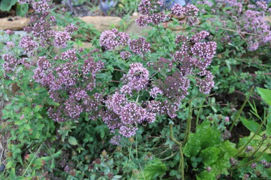 Raudonėlis paprastasis (origanum vulgare) 'Kulturform'