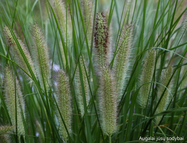 Soruolė pašiaušėlinė (Pennisetum alopecuroides) 'Reborn'