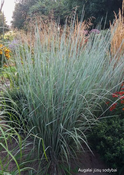 Barzdūnas kupstinis (Schizachyrium scoparium) JS 'Red Frost'