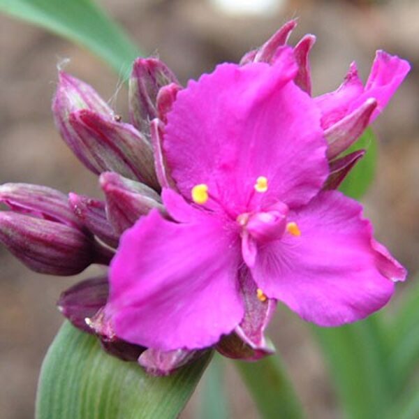 Tradeskantė (Tradescantia) ‘Red Grape’