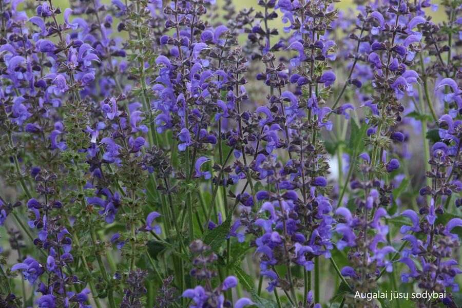 Pievinis šalavijas (Salvia pratensis) 'Rhapsody in Blue'