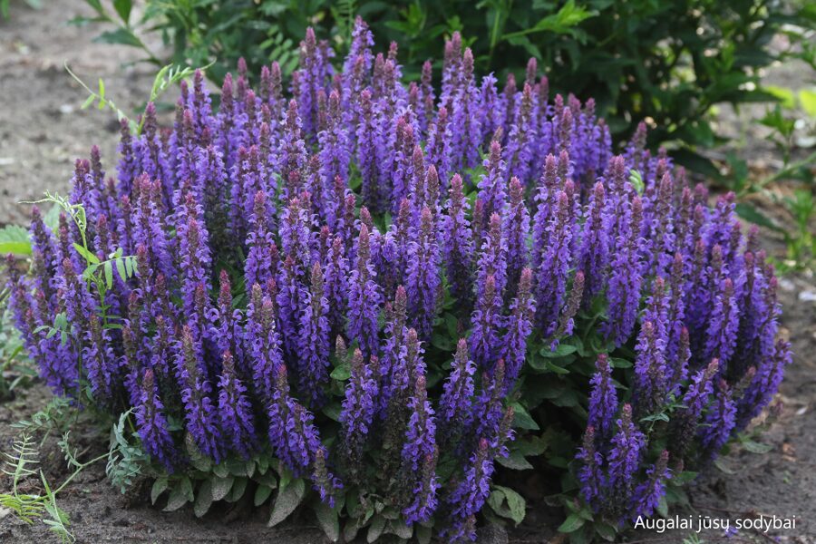 Gojinis šalavijas (Salvia nemorosa) 'Rianne'