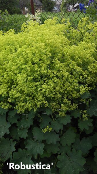 Rasakila švelnioji (Alchemilla mollis) ‘Robustica’