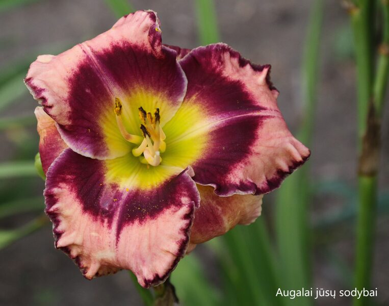 Viendienė (Hemerocallis) 'Rock Solid'