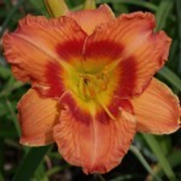 Viendienė (Hemerocallis) 'Rococo'
