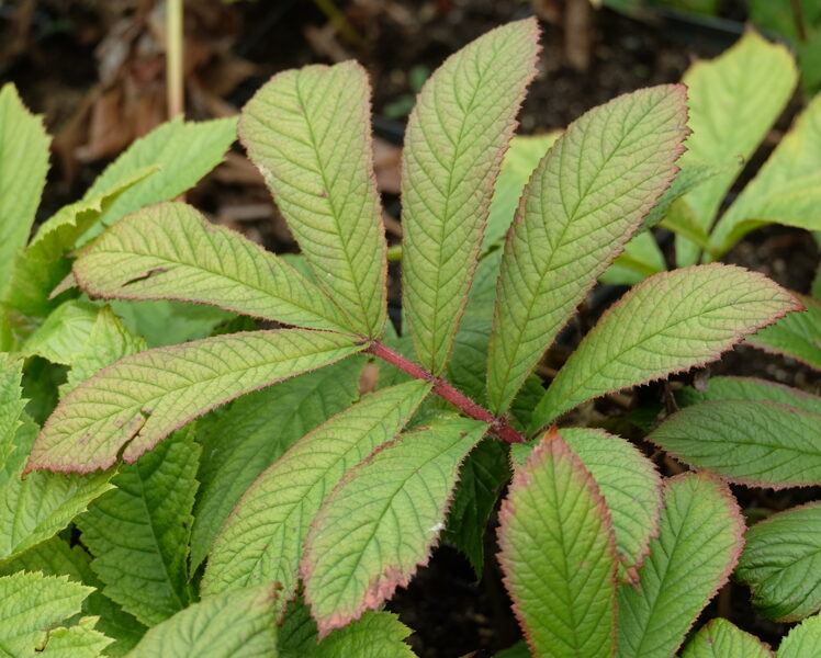 Rodžersija šeivamedinė (Rodgersia sambucifolia) 'Rotstiel'