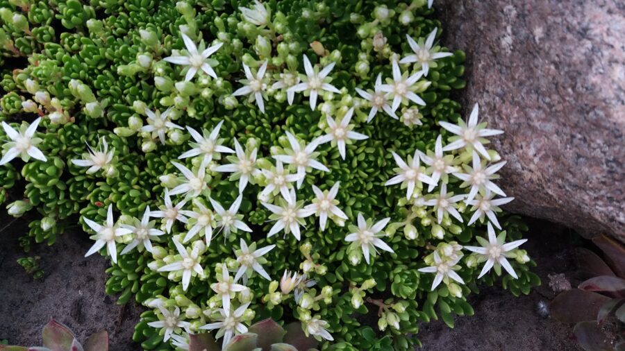 Radiolė (Rhodiola saxifragoides)