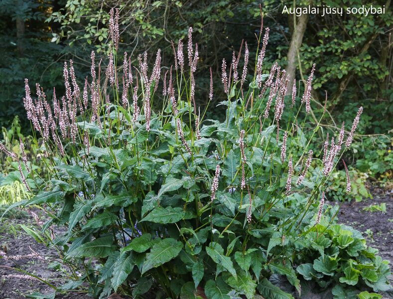 Rūgtis (Persicaria amplexicaulis) ‘Rosea'