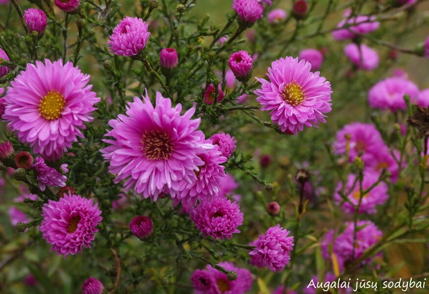 Virgininis astras (Aster novi-belgii) 'Rosenponpon'