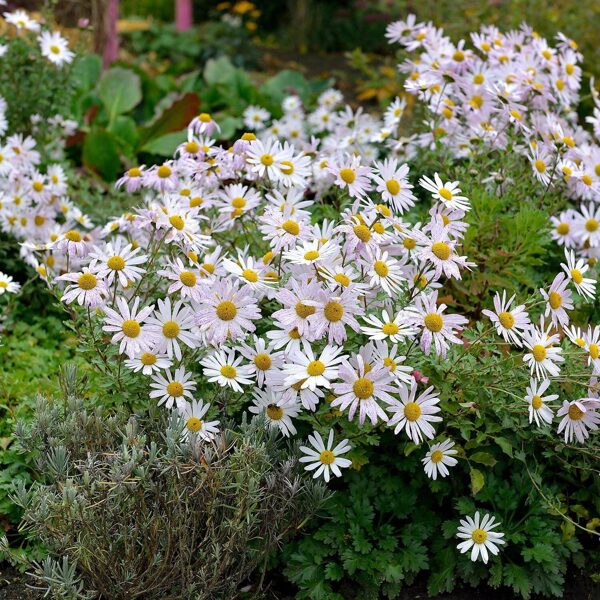 Chrizantema (Arctanthemum arcticum) 'Roseum'