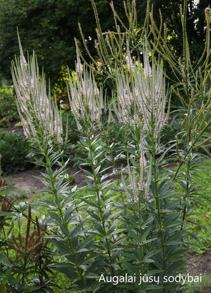 Veronikūnas virgininis (Veronicastrum virginicum) 'Roseum'
