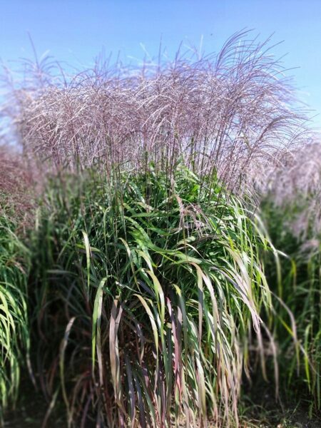 Kininis miskantas (Miscanthus sinensis) 'Rossi'