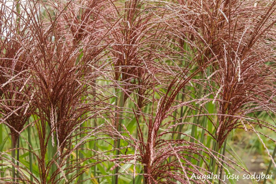 Kininis miskantas (Miscanthus sinensis) ‚Rotsilber‘ 