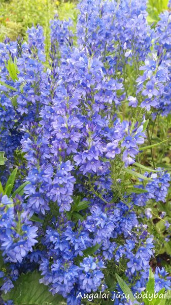 Veronika (Veronica teucrium) 'Royal Blue'