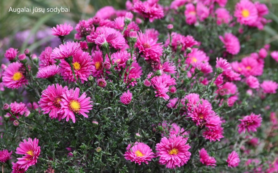 Virgininis astras (Aster novi-belgii) 'Royal Ruby'