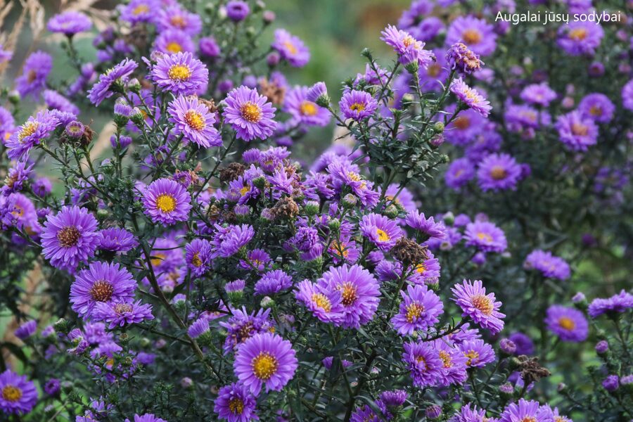 Virgininis astras (Aster novi-belgii) 'Royal Velvet'