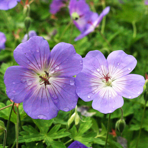 Snaputis (Geranium) 'Rozanne'